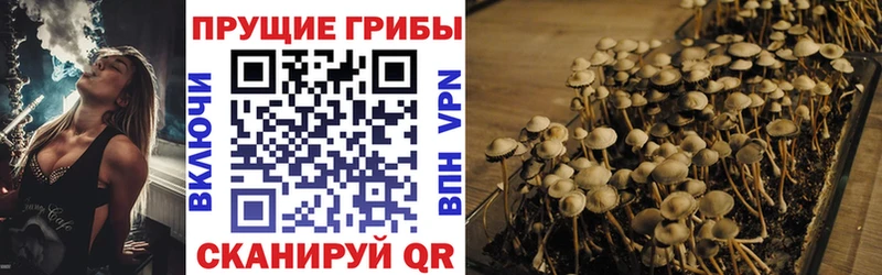 shop формула  цены   Люберцы  Галлюциногенные грибы Cubensis 